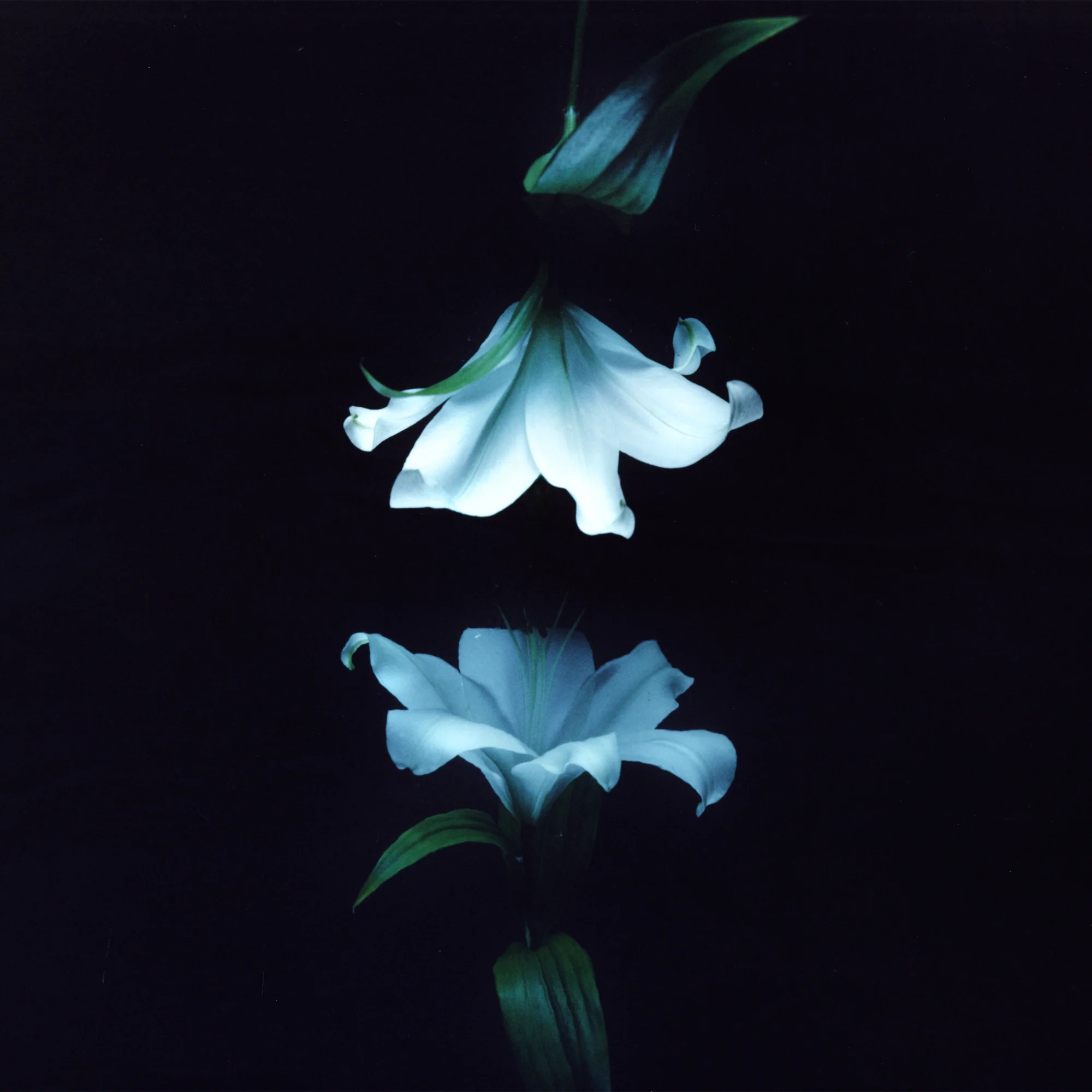 Wasia Project: Nocturne (Indie Exclusive Colored Vinyl) Vinyl LP - PRE-ORDER - Image 2